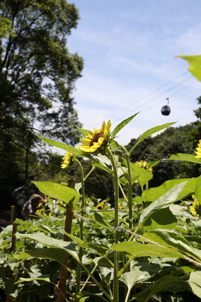 7月22日 布引ハーブ園 23