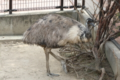 3月26日 王子動物園 16