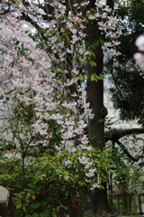 3月28日 岡本南公園 11