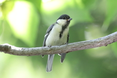 5月30日 明石公園 ３