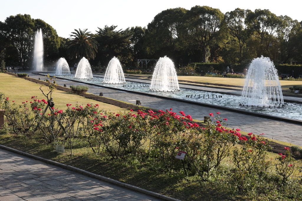 12月6日 須磨離宮公園 ４