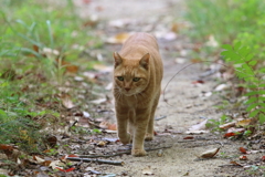 10月30日 明石公園 ８