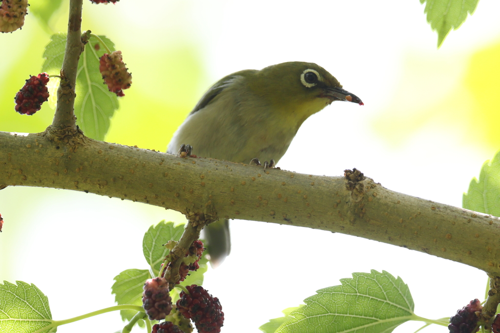 5月23日 明石公園 13