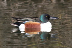 2月11日 明石公園 １