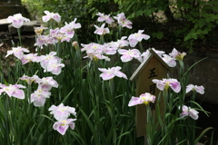 6月6日 須磨離宮公園 38