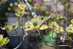 4月9日 散歩 ４