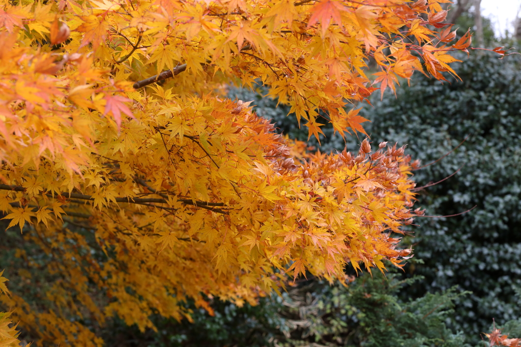 12月7日 布引ハーブ園 ３