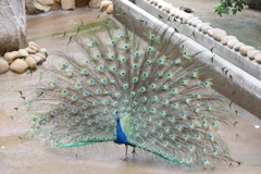 6月16日 王子動物園 ２