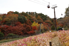 12月7日 布引ハーブ園 29