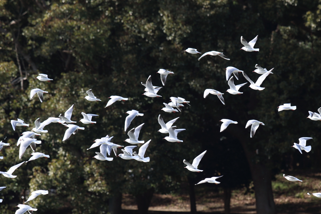 12月26日 明石公園 10