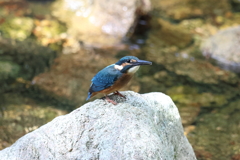 7月30日 夙川河川敷緑地 ５