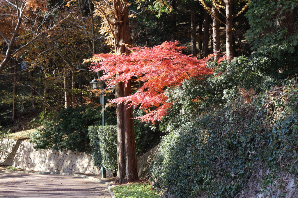 12月2日 布引ハーブ園 ３