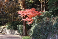 12月2日 布引ハーブ園 3 12月2日 布引ハーブ園 3