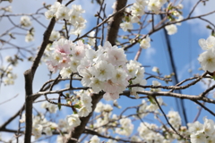 4月2日 夙川 ９
