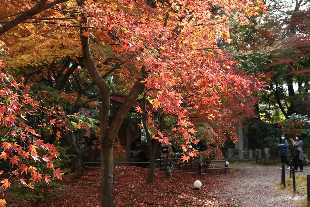 11月23日 京都 16
