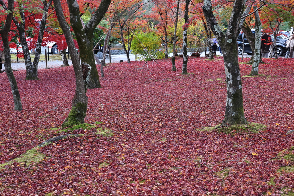 11月23日 京都 29