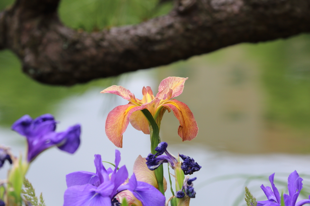5月18日 相楽園 14