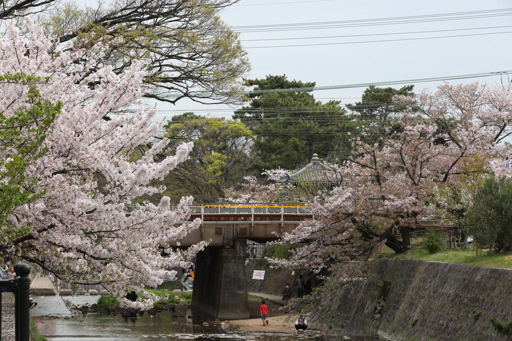 4月3日 夙川 ６