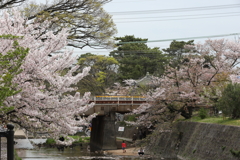 4月3日 夙川 ６