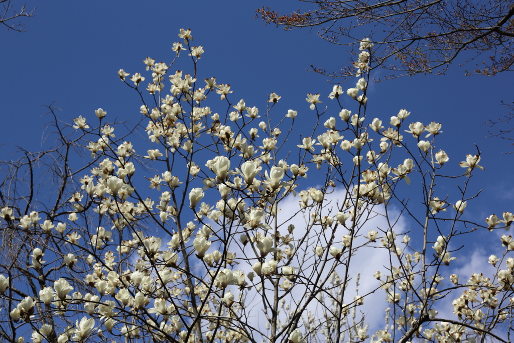 3月20日 京都嵐山 25