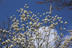 3月20日 京都嵐山 25