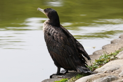 5月5日 明石公園 ３