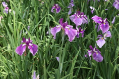 6月6日 須磨離宮公園 26