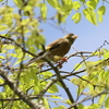 5月3日 神戸市立森林植物園 ９
