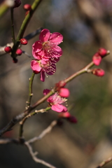 2月13日 岡本梅林公園 31