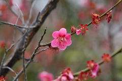 3月5日 岡本公園 16