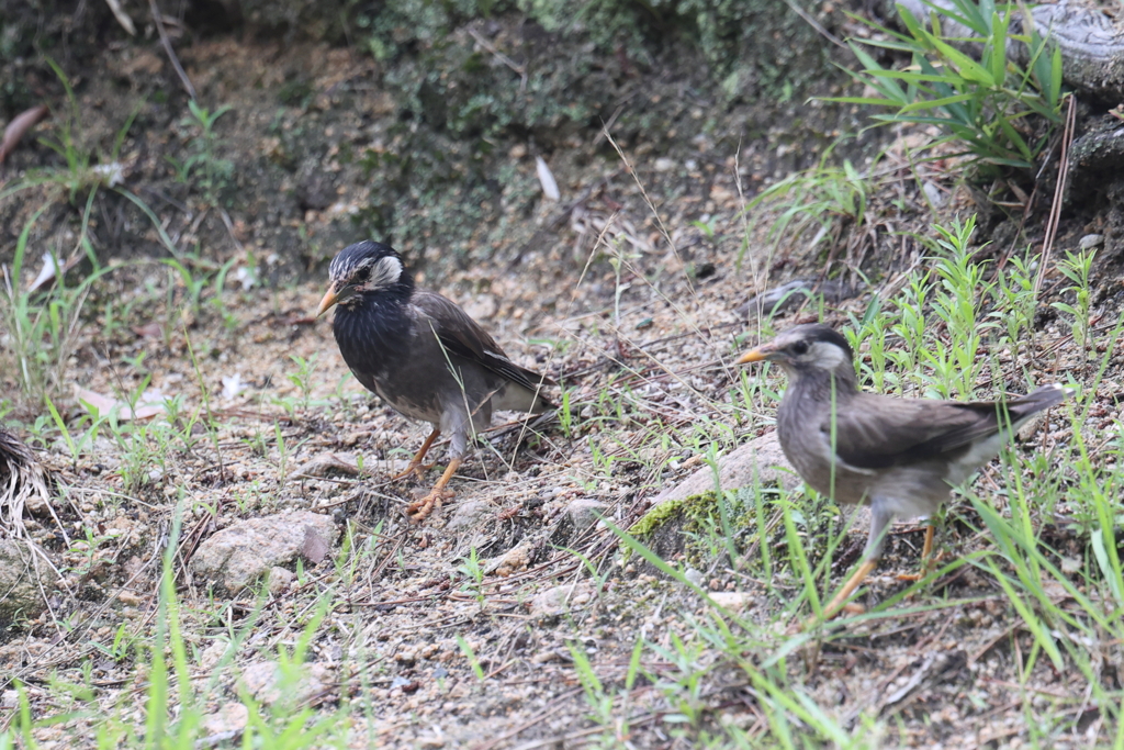 7月3日 夙川河川敷公園 10