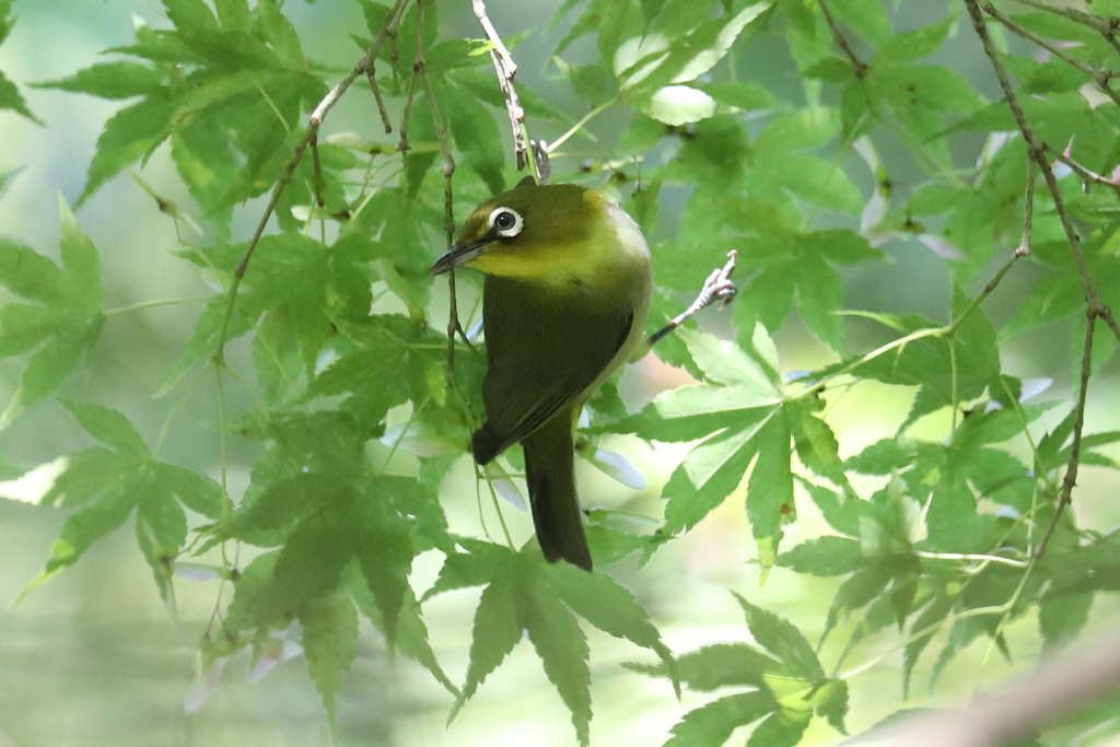 5月30日 明石公園 30