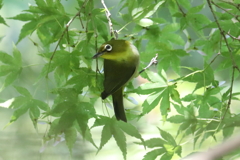 5月30日 明石公園 30
