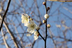 2月13日 岡本梅林公園 36
