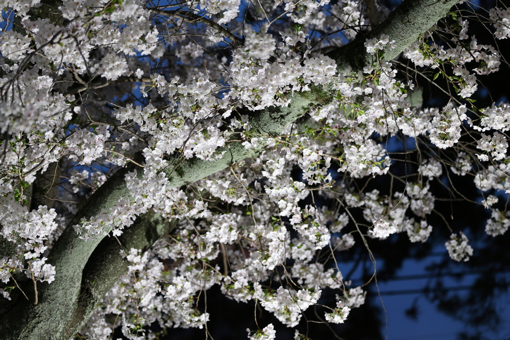 4月6日 夙川河川敷緑地 ５