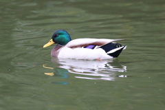 11月17日 明石公園 25