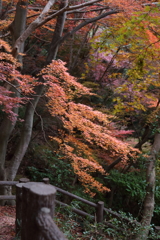 12月7日 布引の滝 12