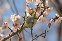3月6日 明石公園 ３