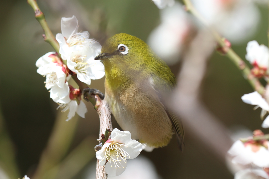 3月12日 明石公園 ３