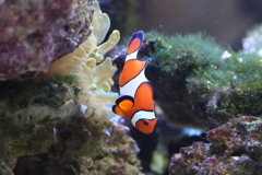 8月11日 京都水族館 19