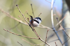 12月31日 明石公園 15 12月31日 明石公園 15