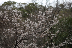 3月20日 布引の滝 ９