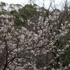 3月20日 布引の滝 ９