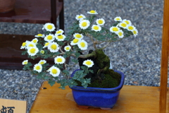 11月16日 相楽園 15