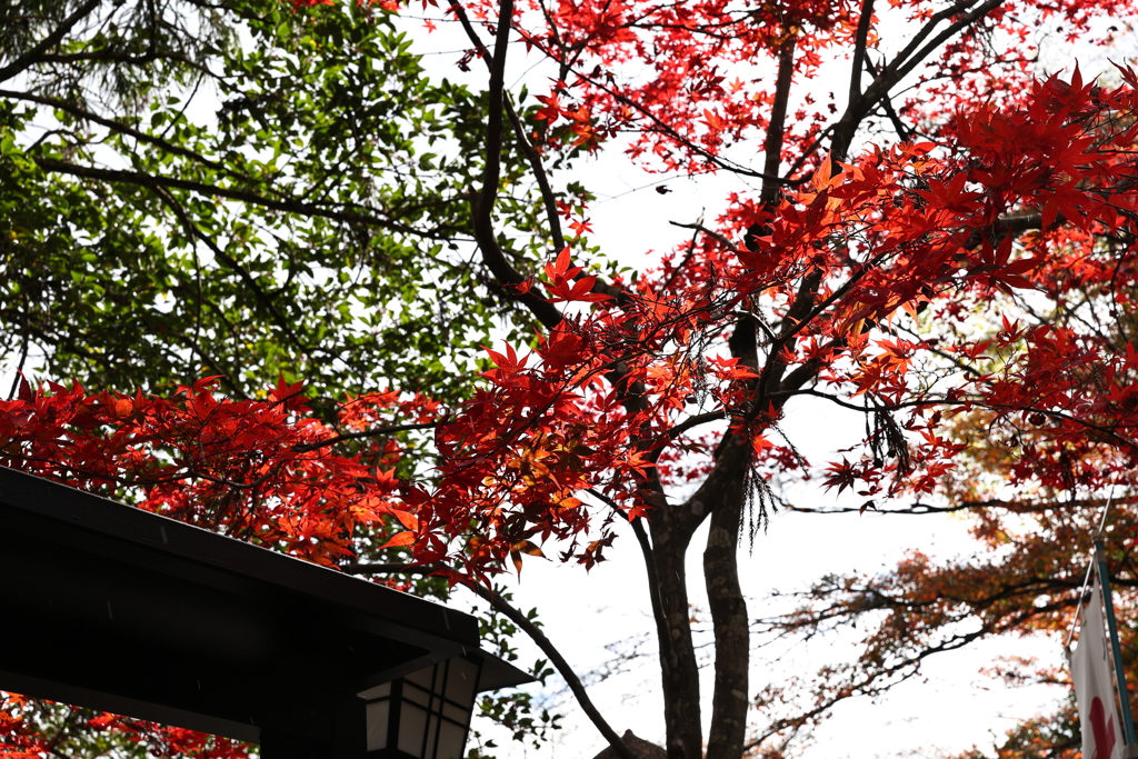 11月23日 京都 ９