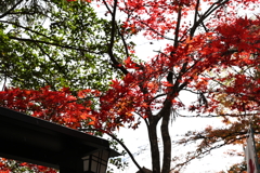 11月23日 京都 ９