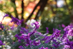 11月14日 布引ハーブ園 13