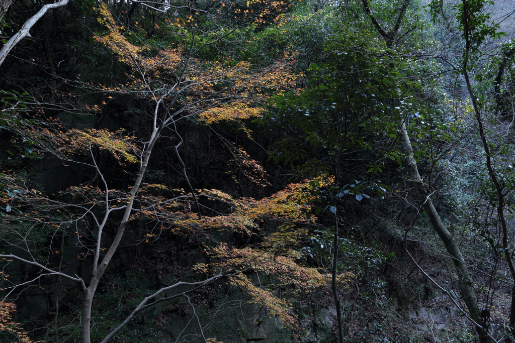 12月15日 布引の滝 ７