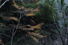 12月15日 布引の滝 ７