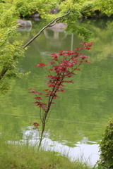5月18日 相楽園 20